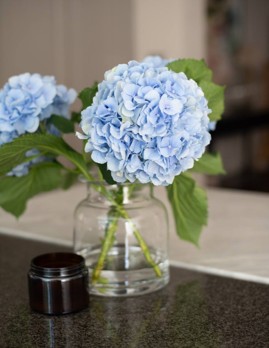 Blue hydrangeas in a glass jar